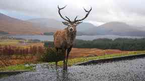Report: Wildlife has declined over the past five decades.