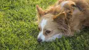 Breed: The long-haired chihuahua was similar to the dog pictured.