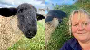 Family: Melanie MacLean with pet lamb Norman.