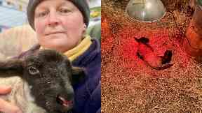 Saved: Mrs MacLean hand-reared Norman after he was rejected by his mum.