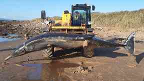 The 650kg mammal died as a result of her injuries.