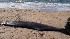Rope was embedded deep into the whale's skin.