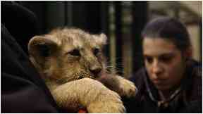 Cubs: keepers have done their first health check