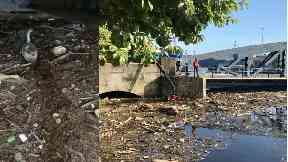 Water of Leith: A cygnet had to wade through the debris.