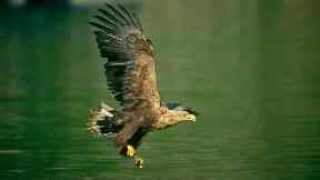 Fears: The two birds may have been illegally killed.