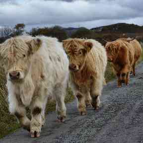Highland cows block the road in Duirinish.