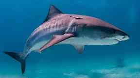 Tiger shark: A man is feared to have been killed.