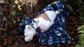 Investigation: The dog was dumped in woodland.