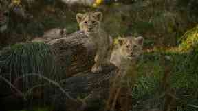 Edinburgh Zoo: The cubs have been named.