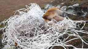 Waste: Plastic trapped the animal and prevented it from eating.