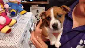 Puppy: Beans was found in sub-zero temperatures