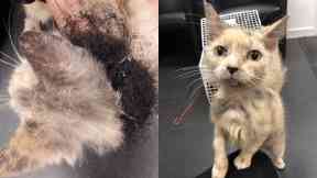 Rescued: Bessie was found dumped in Ayr.