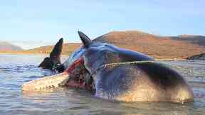Sperm whale: The mammal had 100kg of litter in its stomach