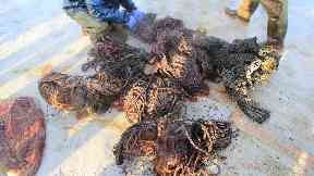 Litter: Bundles of rope were taken from the stomach