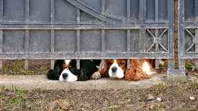 Experts: Increased punishments for animal abuse would be welcome in Scotland.