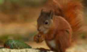 Red squirrels: reintroduced to Highland forest.
