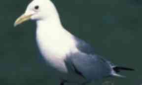 Seabirds: Threatened by extreme weather.
