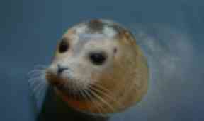 Animal charity gives advice on seal pups