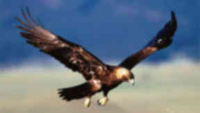 Golden opportunity: Plans launched to protect eagles