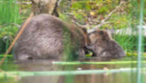 Beavers: Land managers urged to show restraint (file pic).