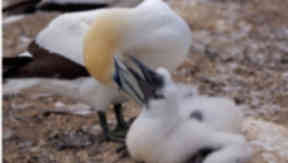 Baby gannets: traditionally killed on the Isle of Lewis