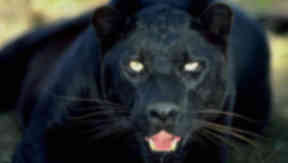 Panther: The animal was 'spotted' in Ayrshire.