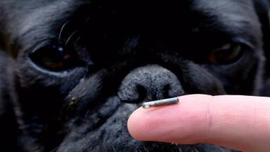 Uno de cada diez propietarios de perros no tiene microchip a su mascota - STV Noticias 2 Uno de cada diez propietarios de perros no tiene microchip a su mascota - STV Noticias 1