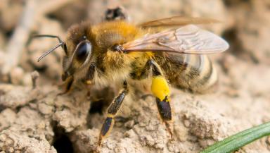 Bee hives destroyed after disease found in fourth apiary