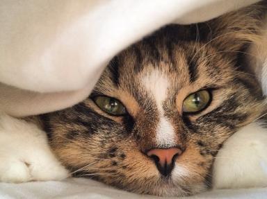 Dating site for cat owners