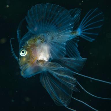 Scotland's seas: The wildlife off our coasts and where to see it