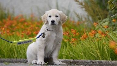 Guide Dogs Scotland needs volunteers to raise puppies