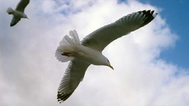   Seagull. 