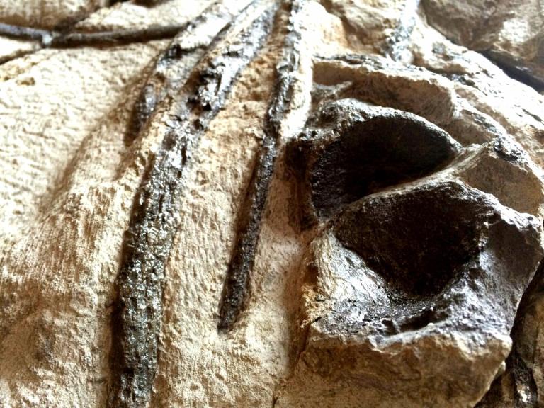 Rare Jurassic Skye fossil one of 'most important' found in Scotland