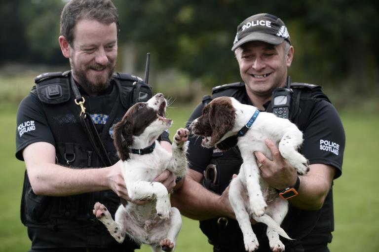 Paw patrol: Meet the cuddly newest recruits to Police Scotland – STV News