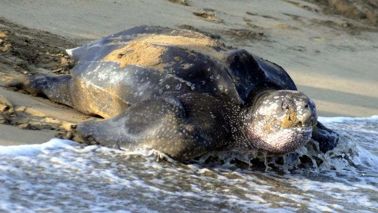 Scotland's seas: The wildlife off our coasts and where to see it – STV News