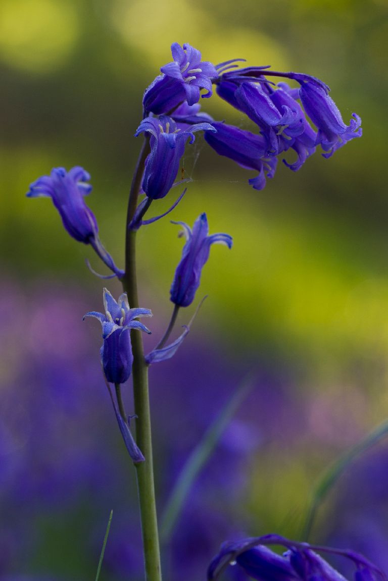 Top 20 beautiful bluebell walks in Scotland as flowers bloom STV News