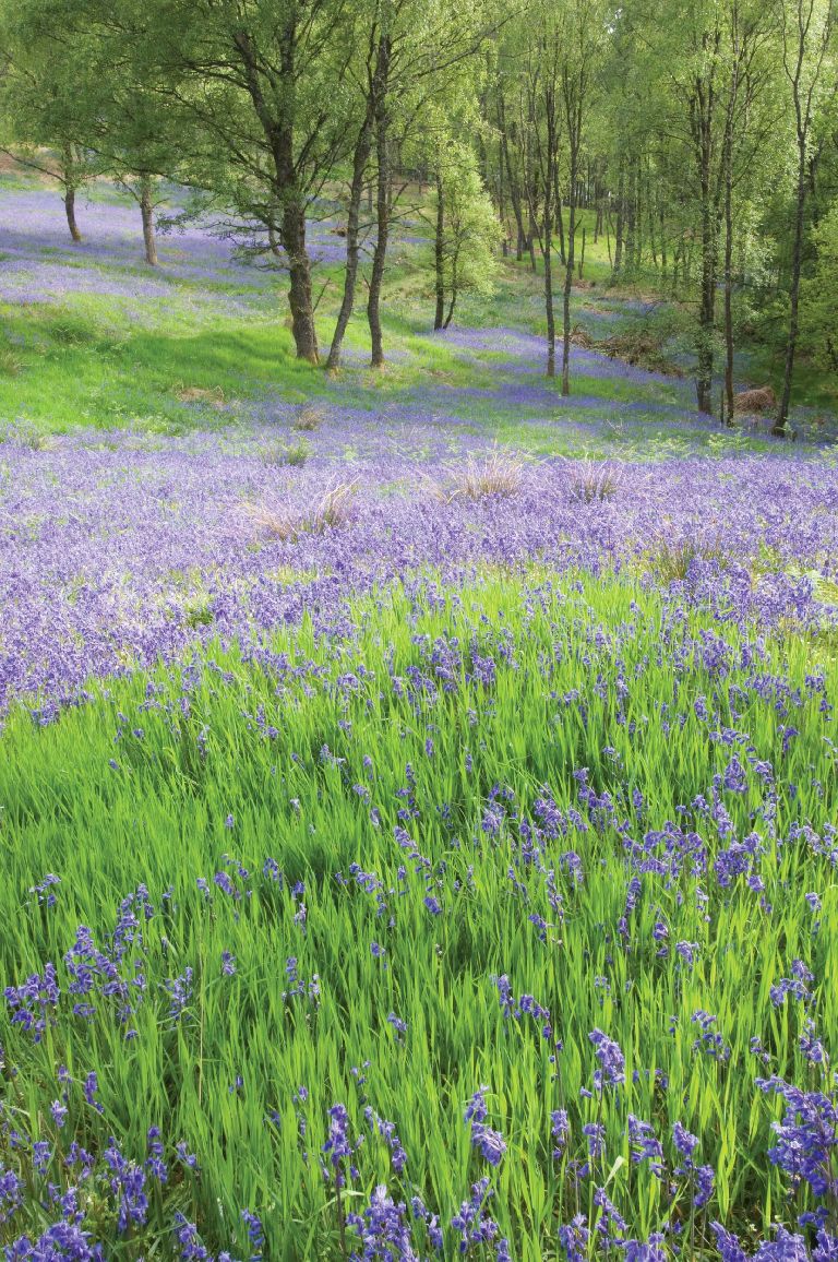 Top 20 beautiful bluebell walks in Scotland as flowers bloom STV News
