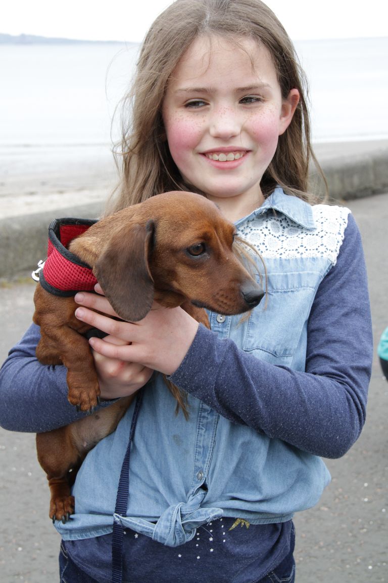 Dashing dachshunds Sausage dogs go walkies in record numbers STV News