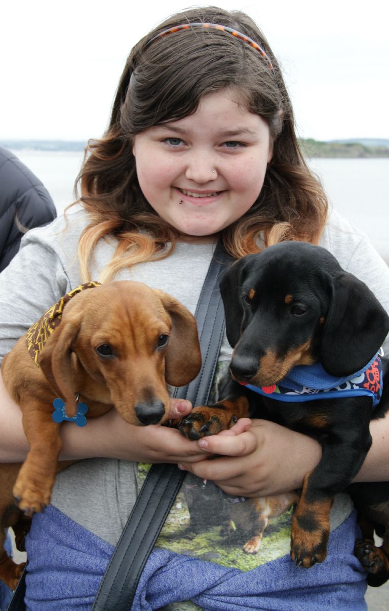 Dashing dachshunds Sausage dogs go walkies in record numbers STV News