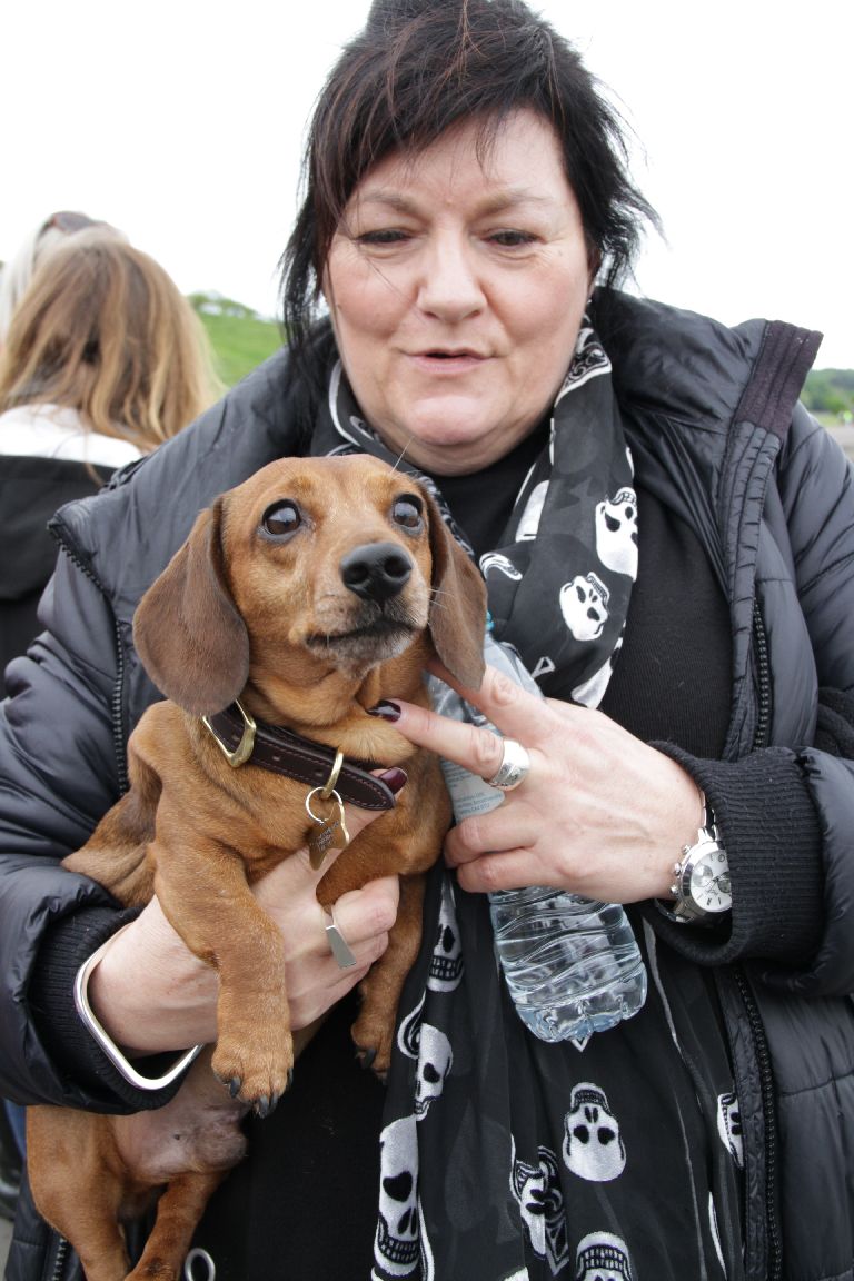 Dashing dachshunds Sausage dogs go walkies in record numbers STV News