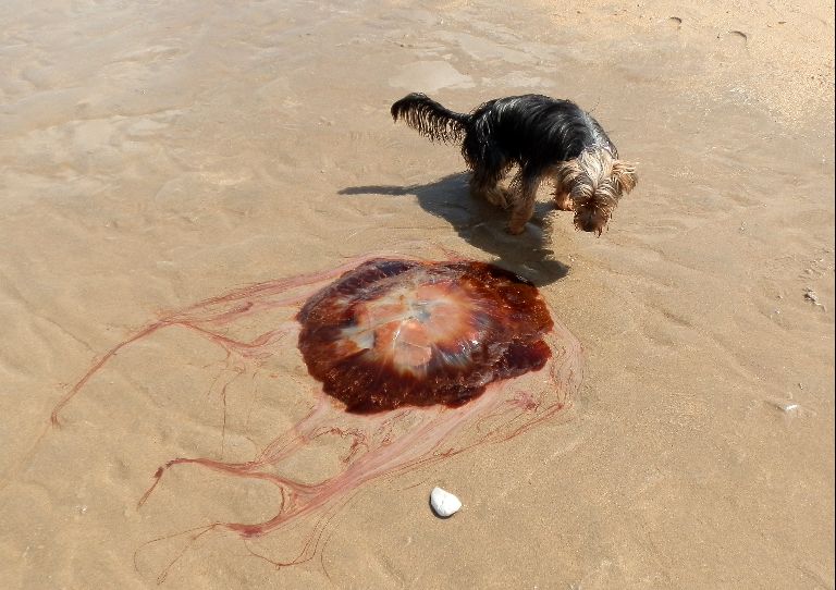 Magnificent Lion's Mane washes up during jellyfish bloom STV News