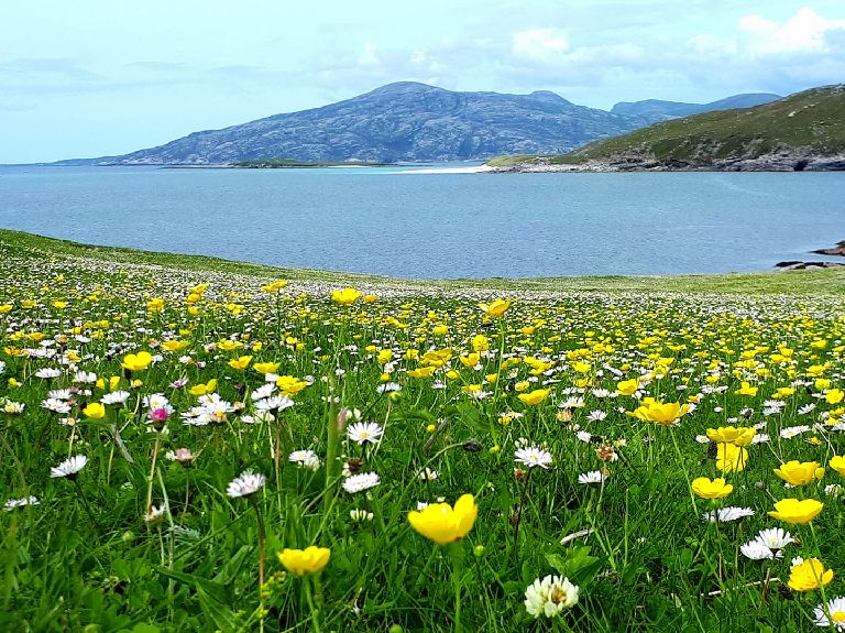 Flowers of Scotland Stunning shots of our country in bloom