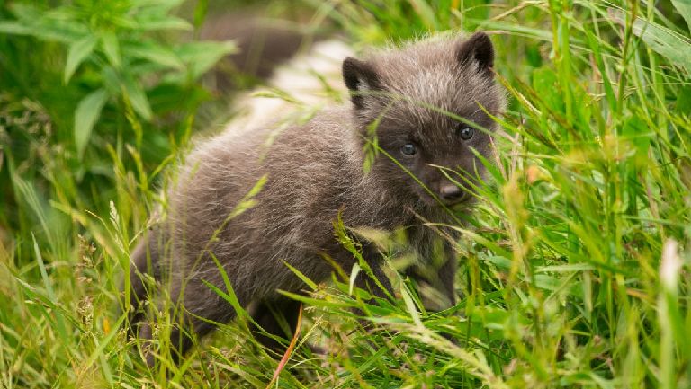 Adorable Arctic fox cubs arrive at Highland Wildlife Park