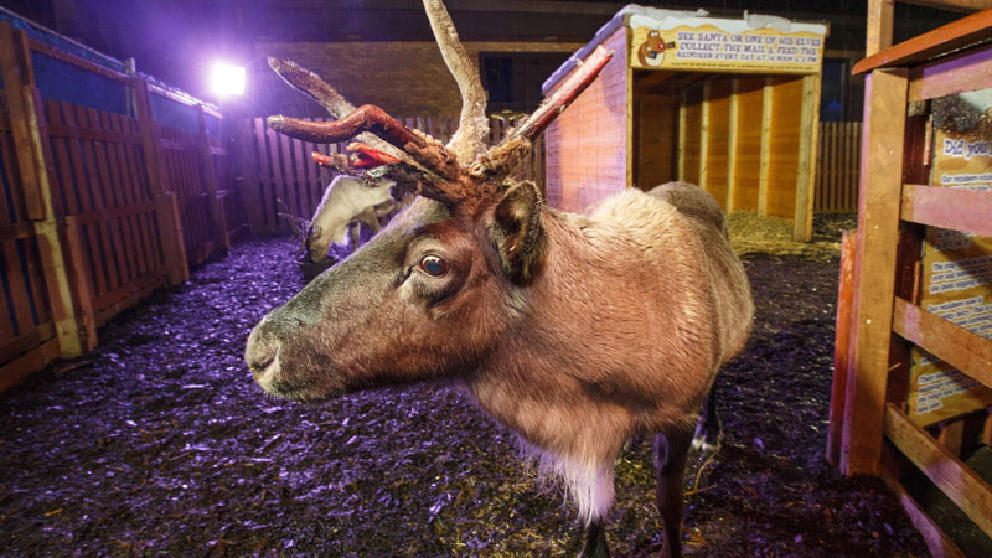 M&D's Reindeer